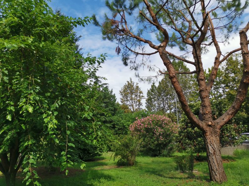 Pozzo Amicizia giardino